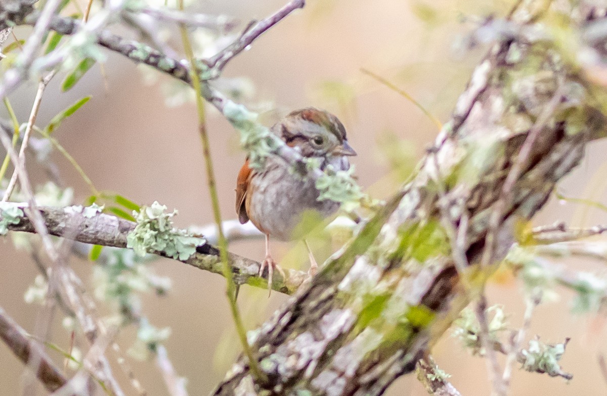 Swamp Sparrow - aaron evans