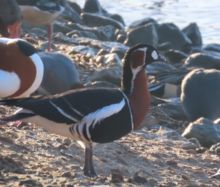 Red-breasted Goose - ML613227718
