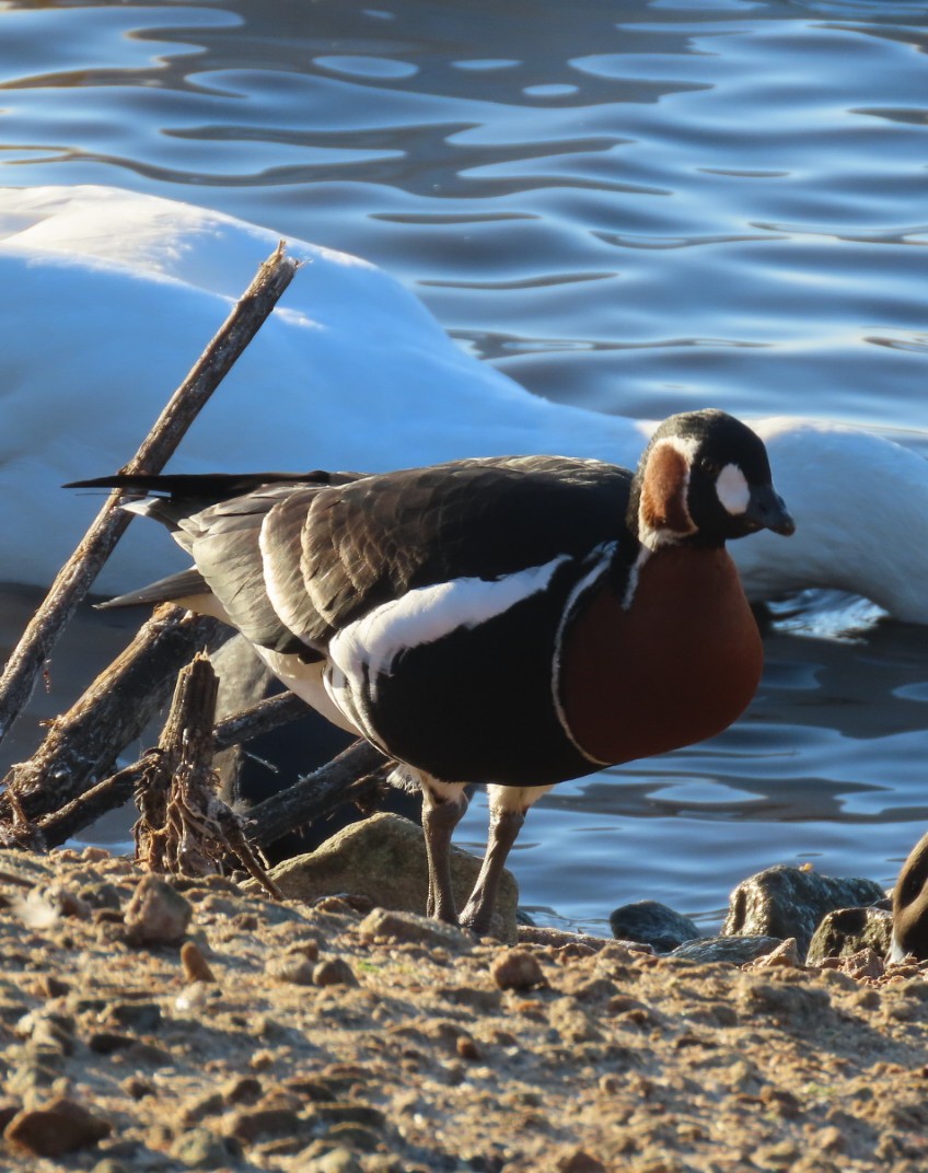 Red-breasted Goose - ML613227719
