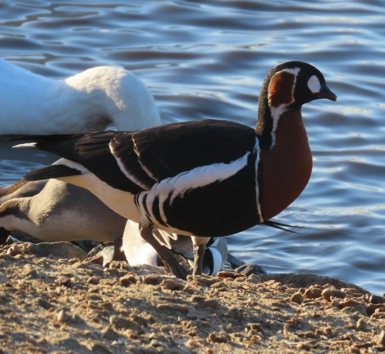 Red-breasted Goose - ML613227721