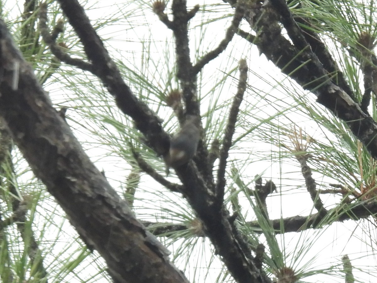 Brown-headed Nuthatch - ML613227736