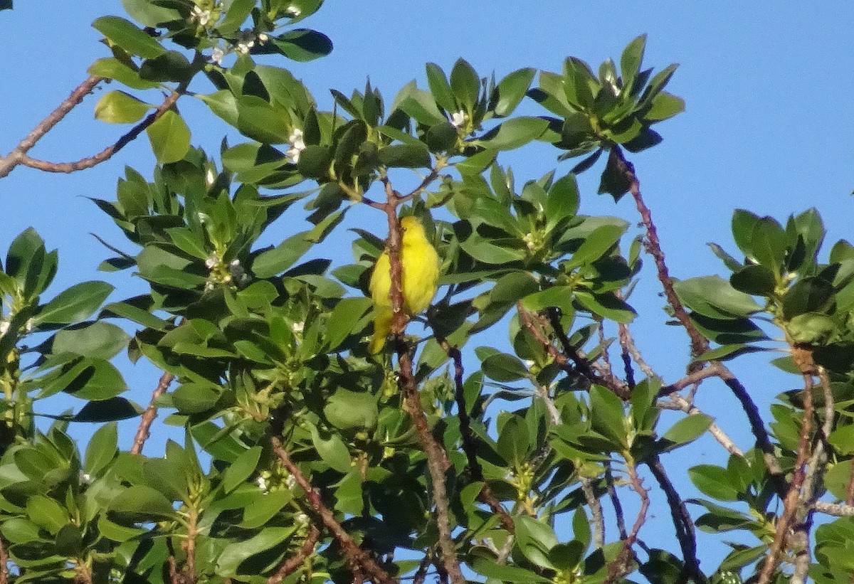 Yellow Warbler - Antal Szijj