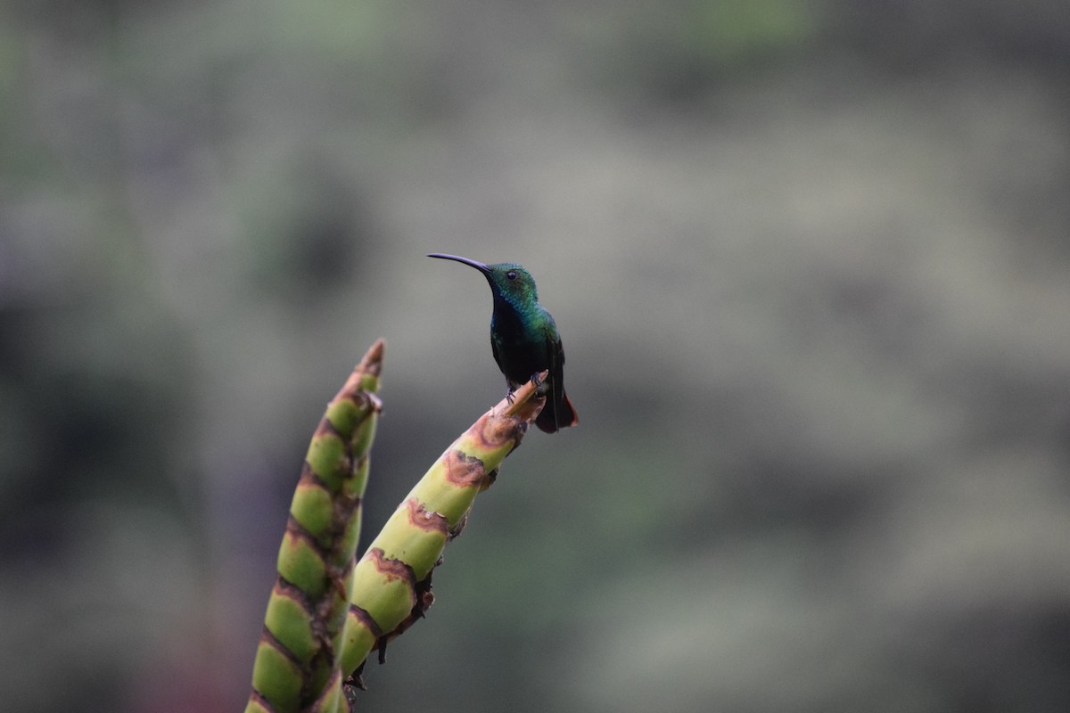 Rufous-tailed Hummingbird - ML613228180