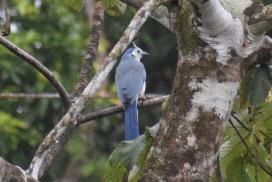 White-throated Magpie-Jay - ML613228399