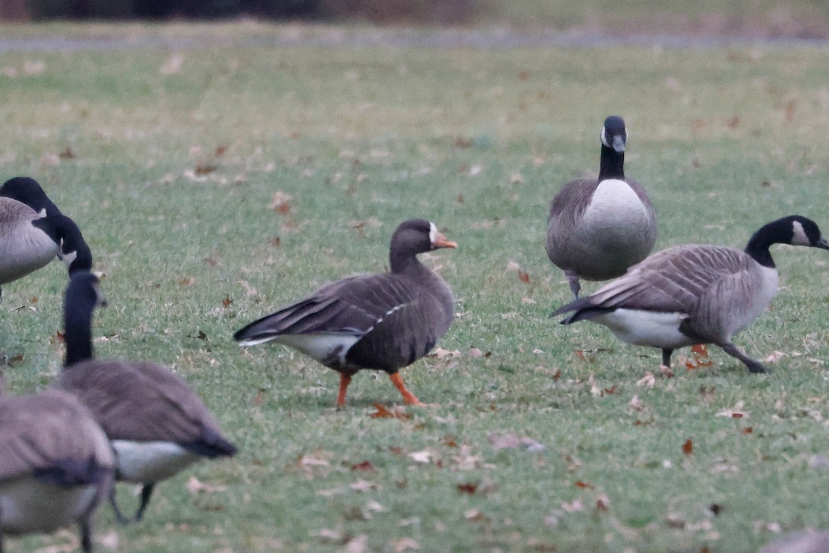 Greater White-fronted Goose - ML613228536