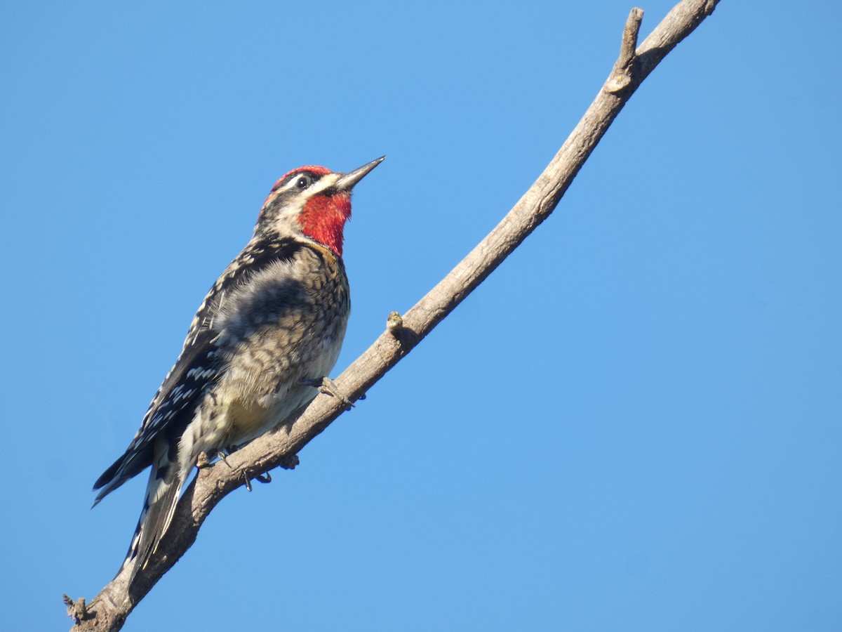 Red-naped Sapsucker - Lukas Le Grice