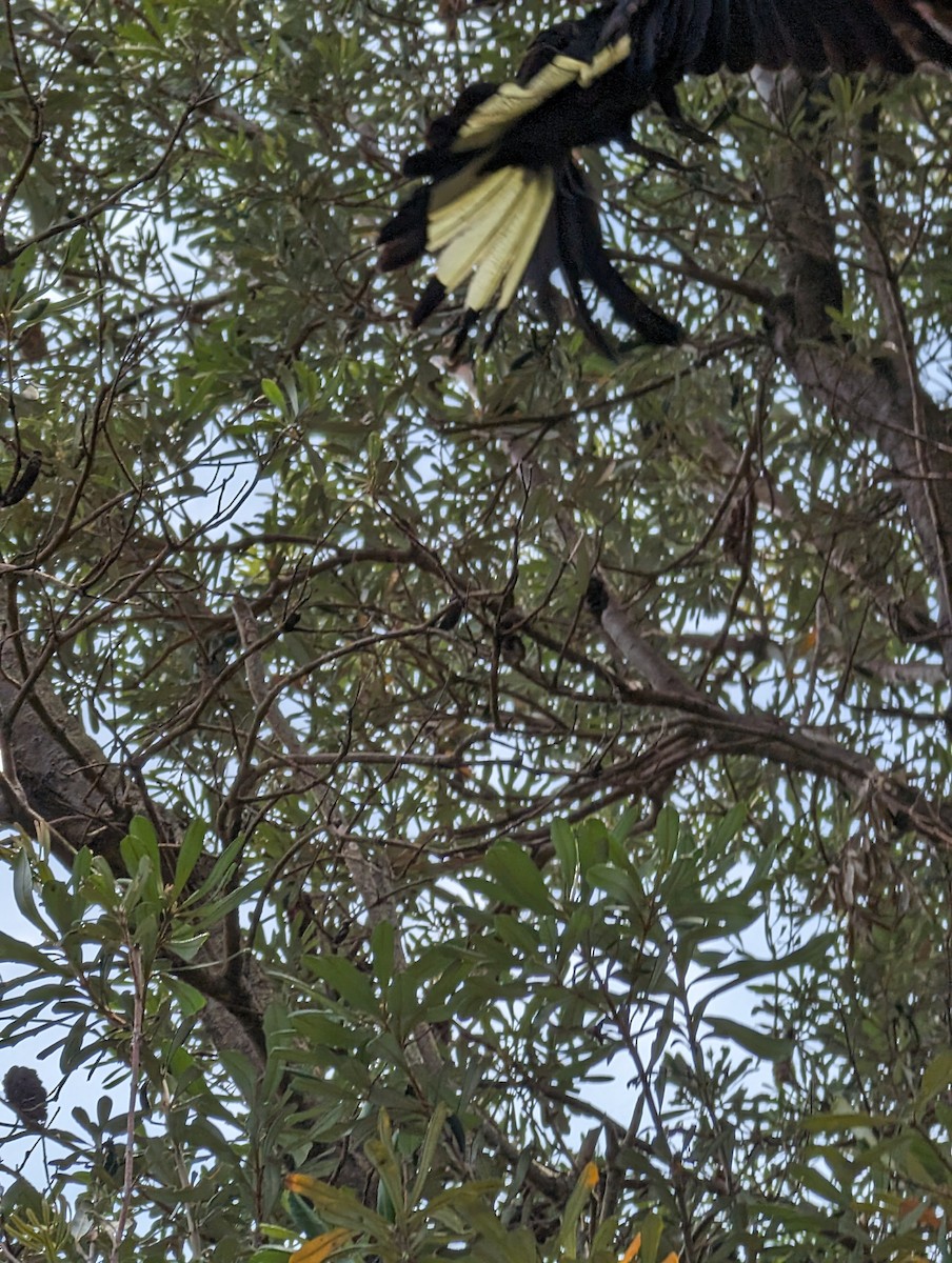 Yellow-tailed Black-Cockatoo - ML613228906