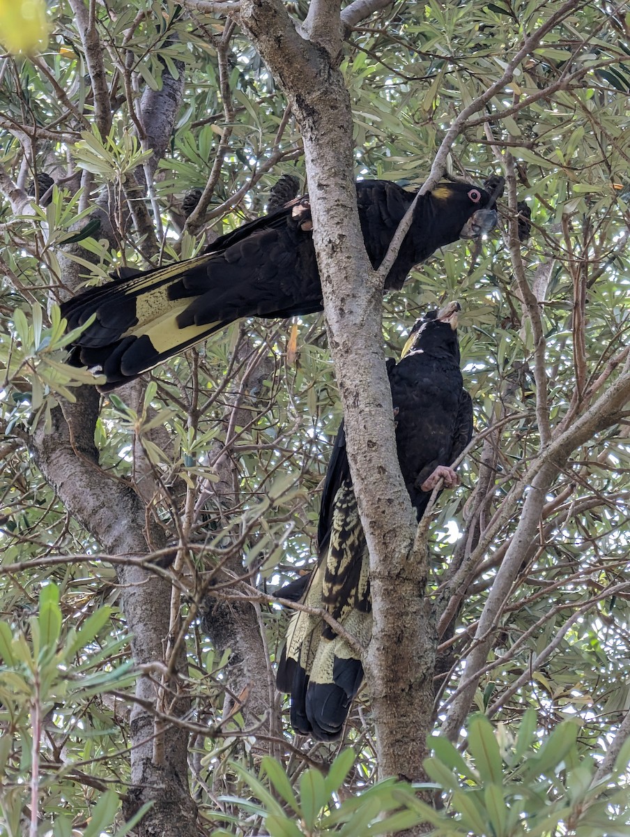 Yellow-tailed Black-Cockatoo - Ben Maslen