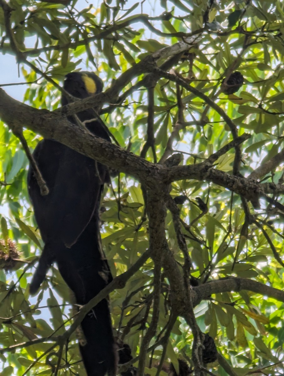 Yellow-tailed Black-Cockatoo - ML613228909