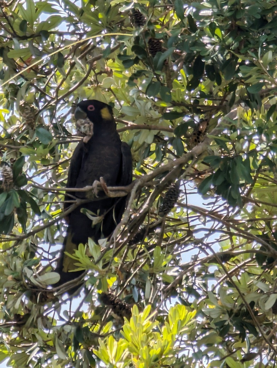 Yellow-tailed Black-Cockatoo - ML613228910
