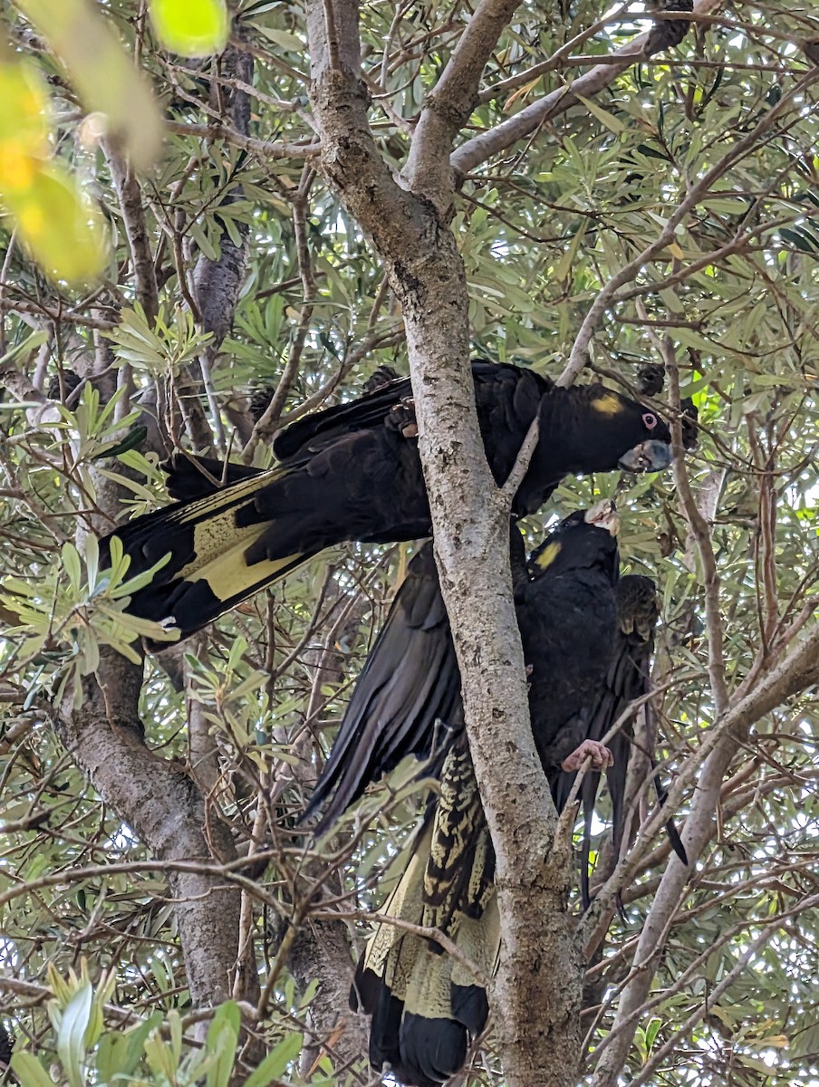 Yellow-tailed Black-Cockatoo - ML613228911