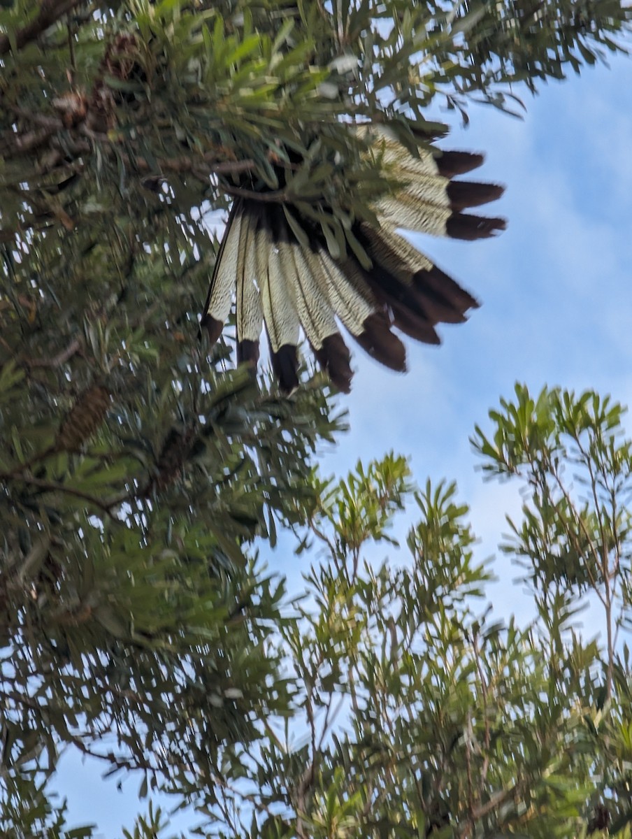 Yellow-tailed Black-Cockatoo - ML613228912