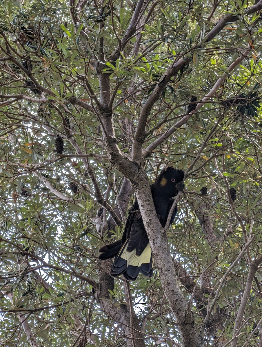 Yellow-tailed Black-Cockatoo - ML613228913