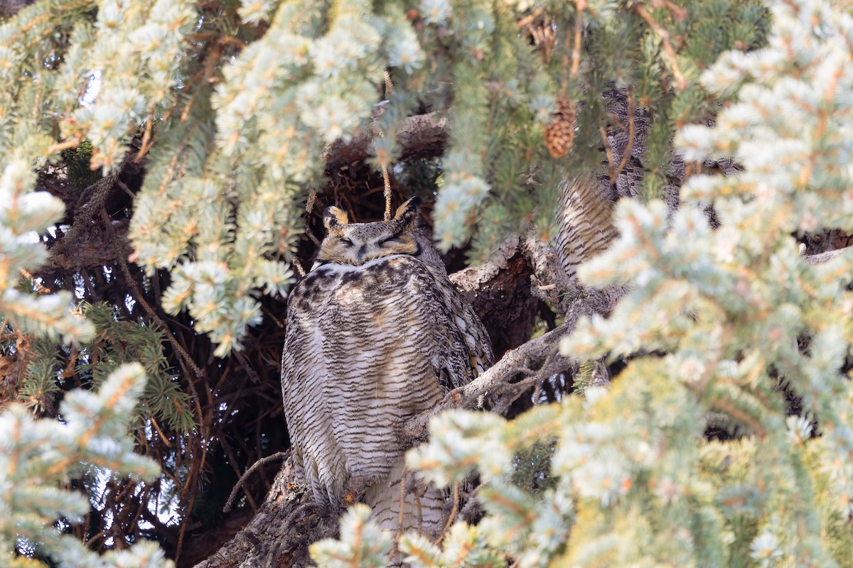 EBird Checklist 6 Jan 2024 Salt Lake City Cemetery 25 Species   1200