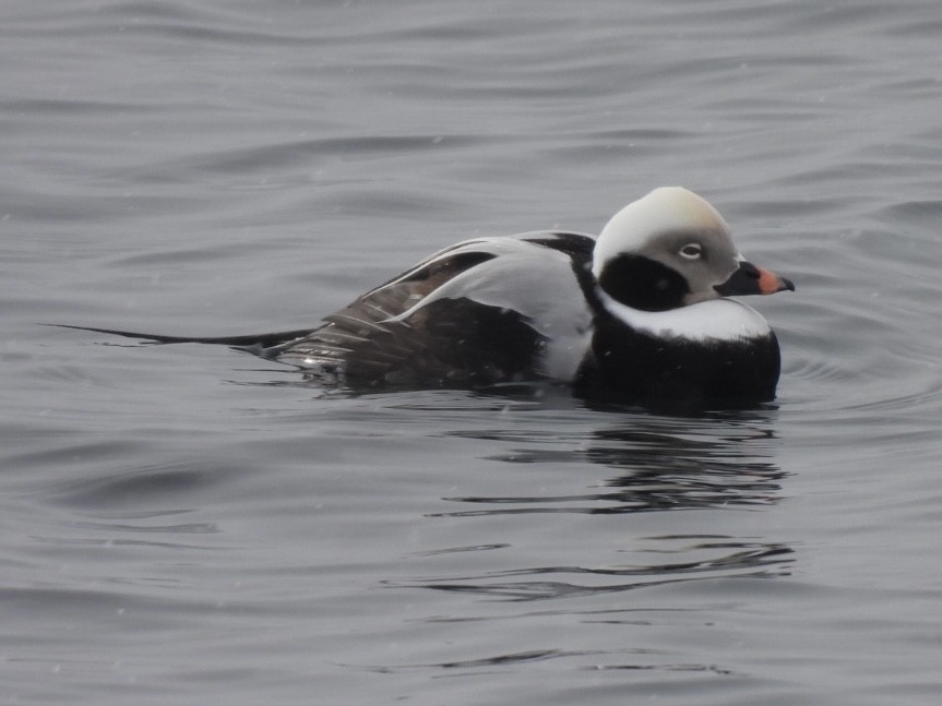 Long-tailed Duck - ML613229563