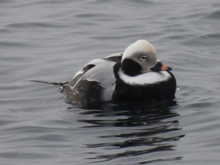 Long-tailed Duck - ML613229565