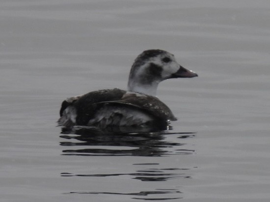 Long-tailed Duck - ML613229566