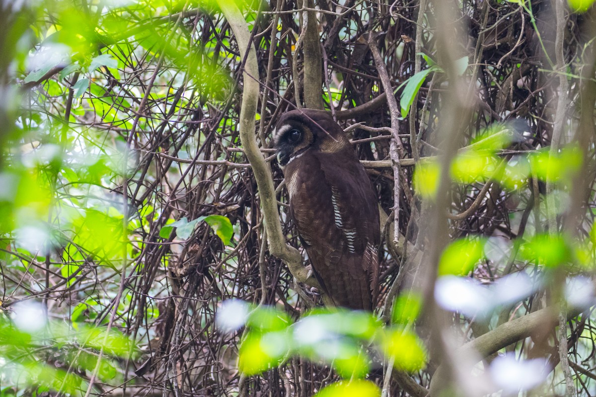 Brown Wood-Owl (Brown) - ML613229584