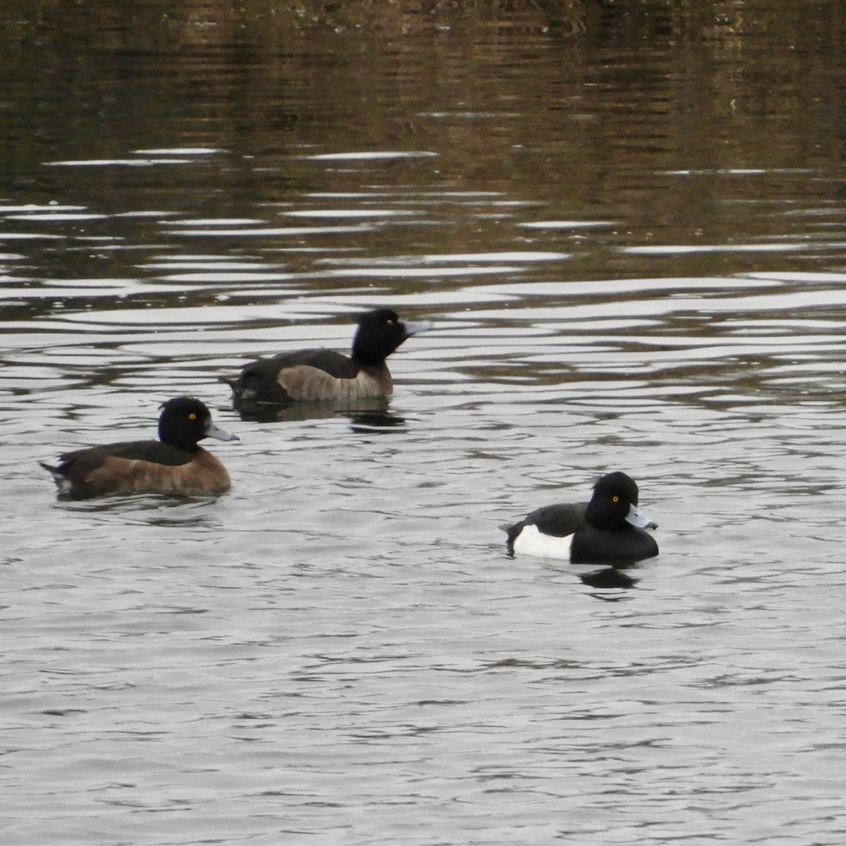 Tufted Duck - ML613229602