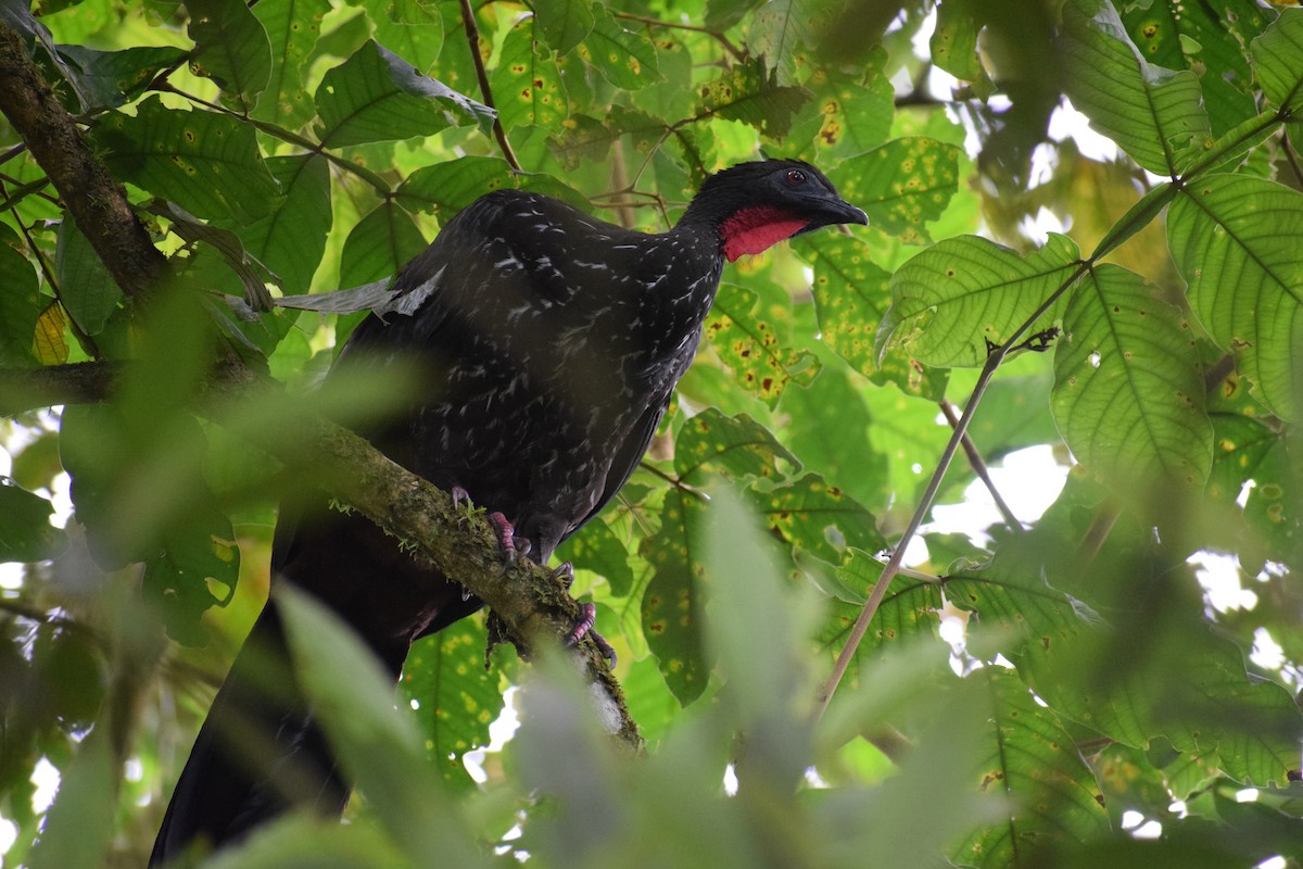 Crested Guan - ML613229729