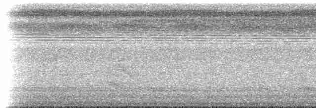 White-flanked Antwren (White-flanked) - ML613229797
