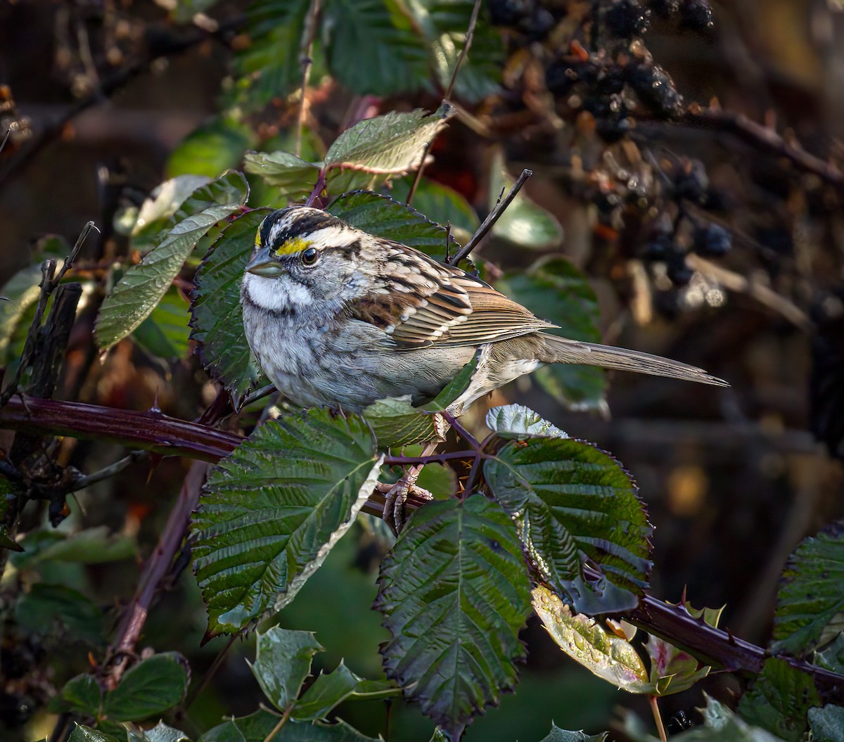 White-throated Sparrow - Nick Viani