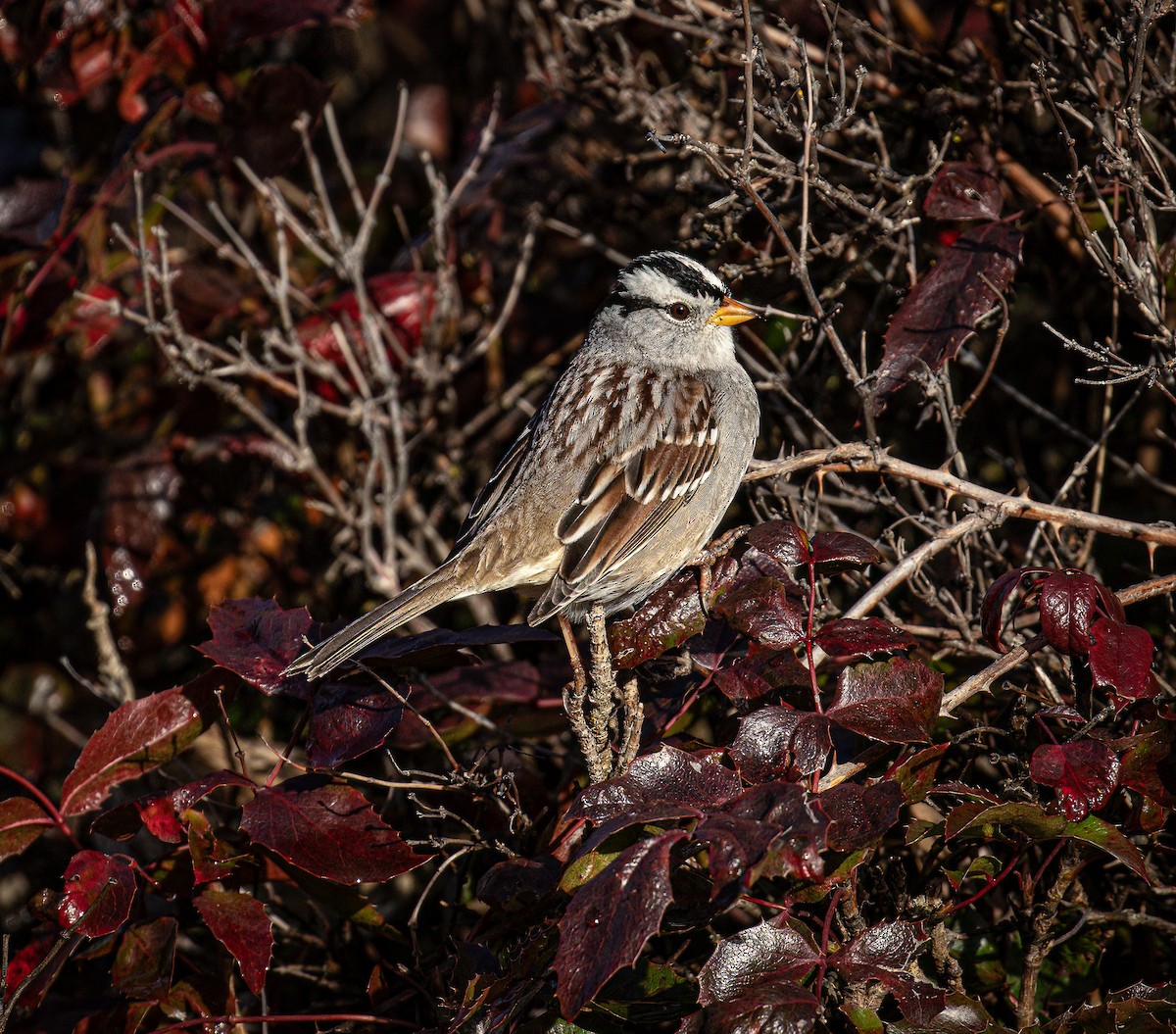 White-crowned Sparrow - ML613229963