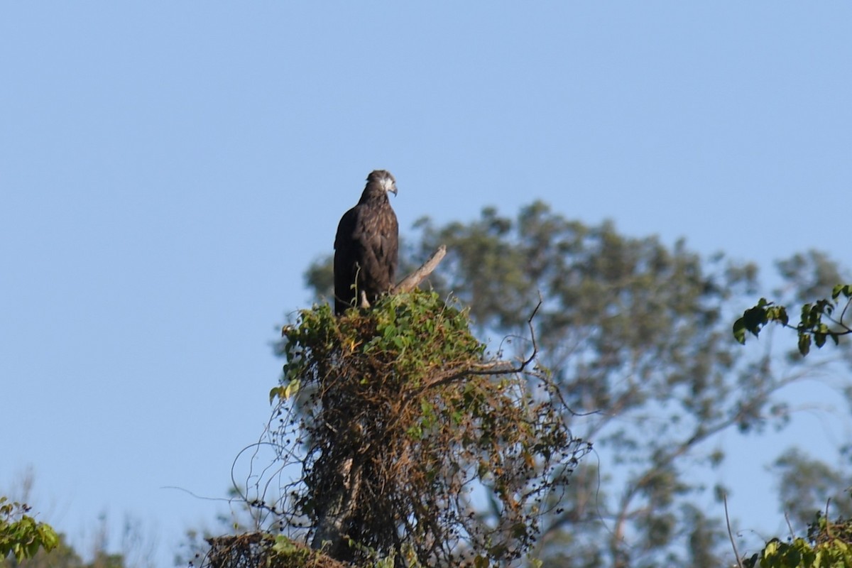Мадагаскарский орлан - ML613230299
