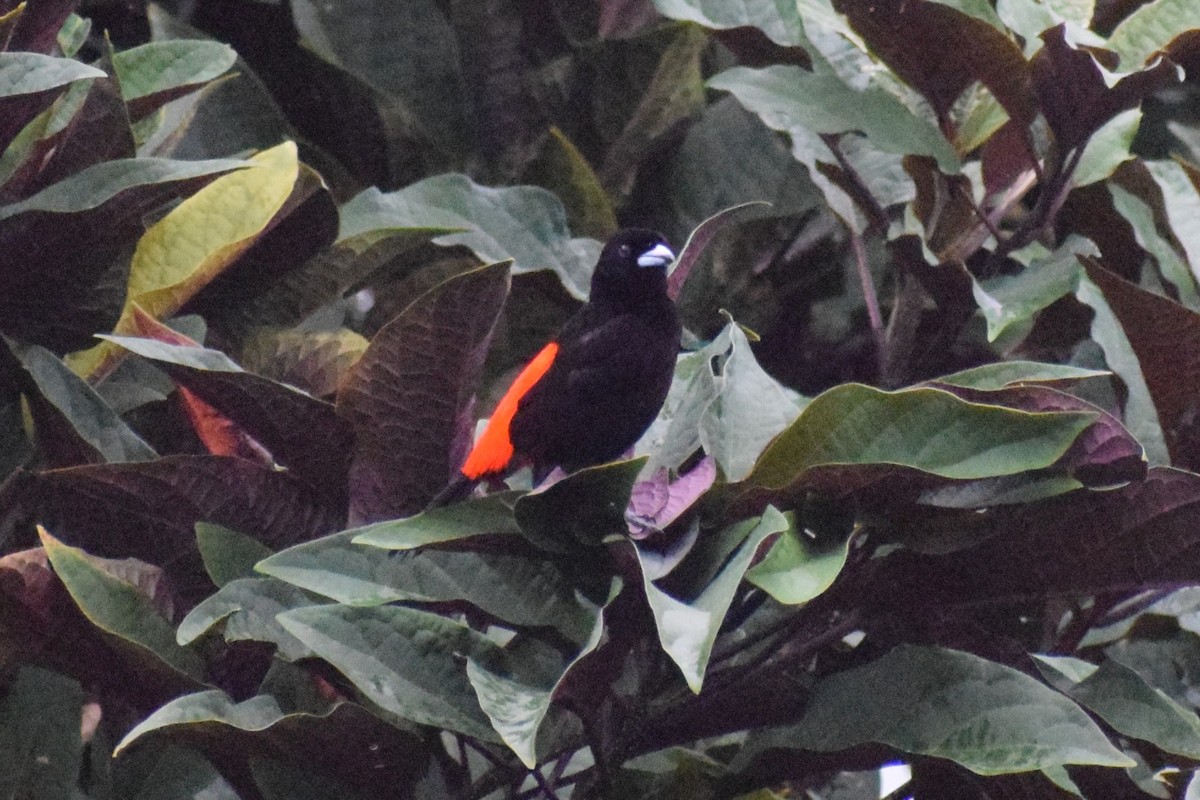 Scarlet-rumped Tanager - ML613230459