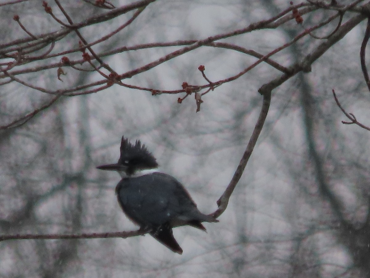 Belted Kingfisher - ML613230727