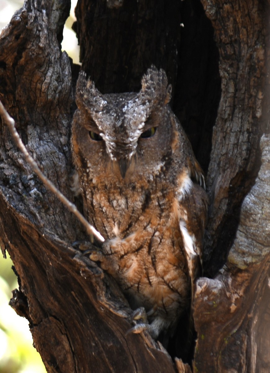 Madagascar Scops-Owl (Torotoroka) - Claudius  Feger