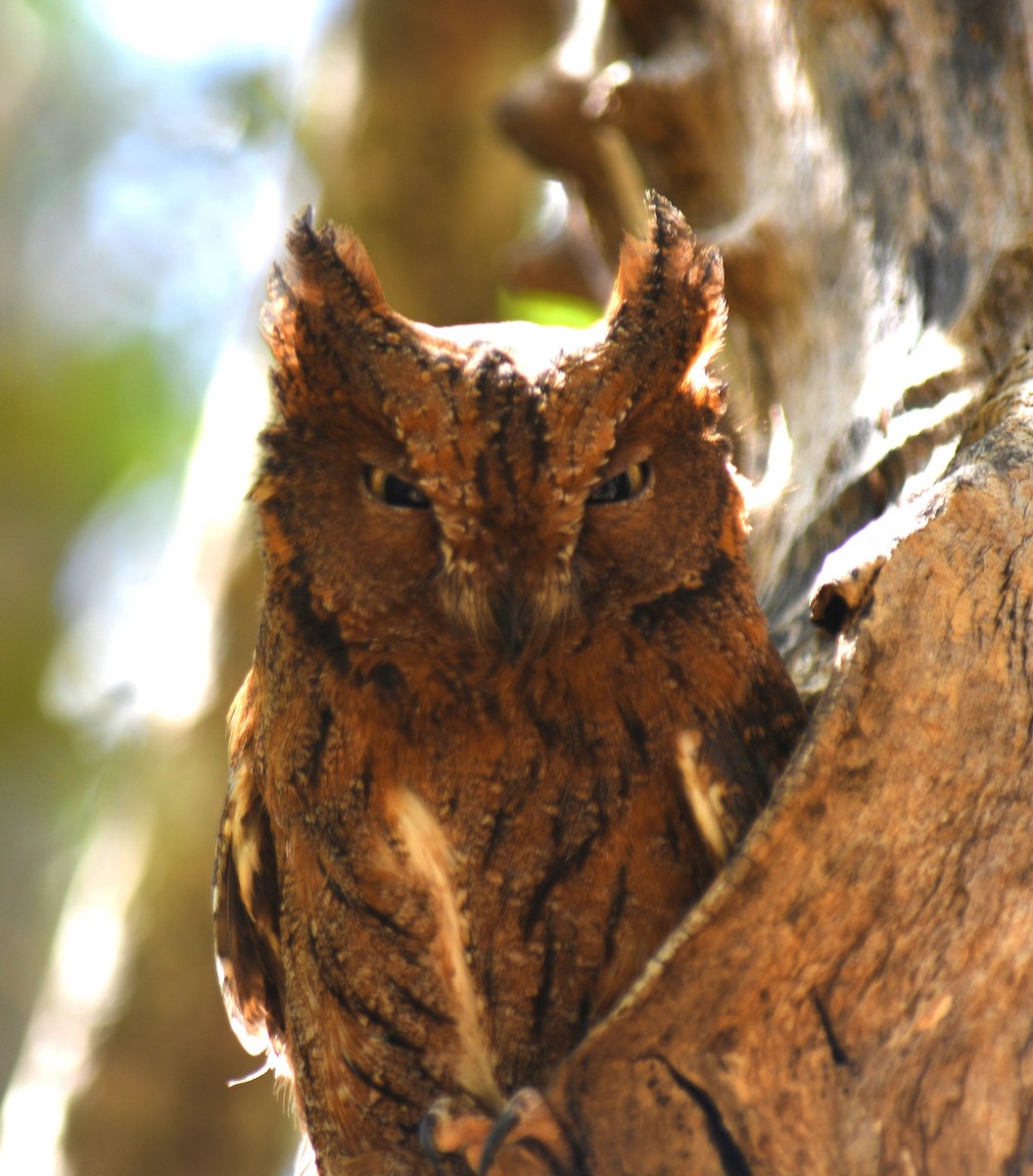 Madagascar Scops-Owl (Torotoroka) - ML613230882