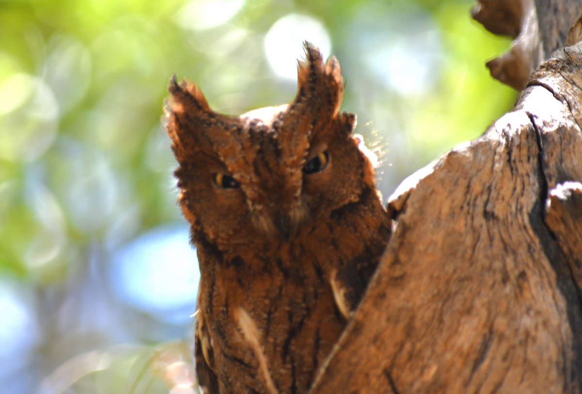 Madagascar Scops-Owl (Torotoroka) - ML613230884