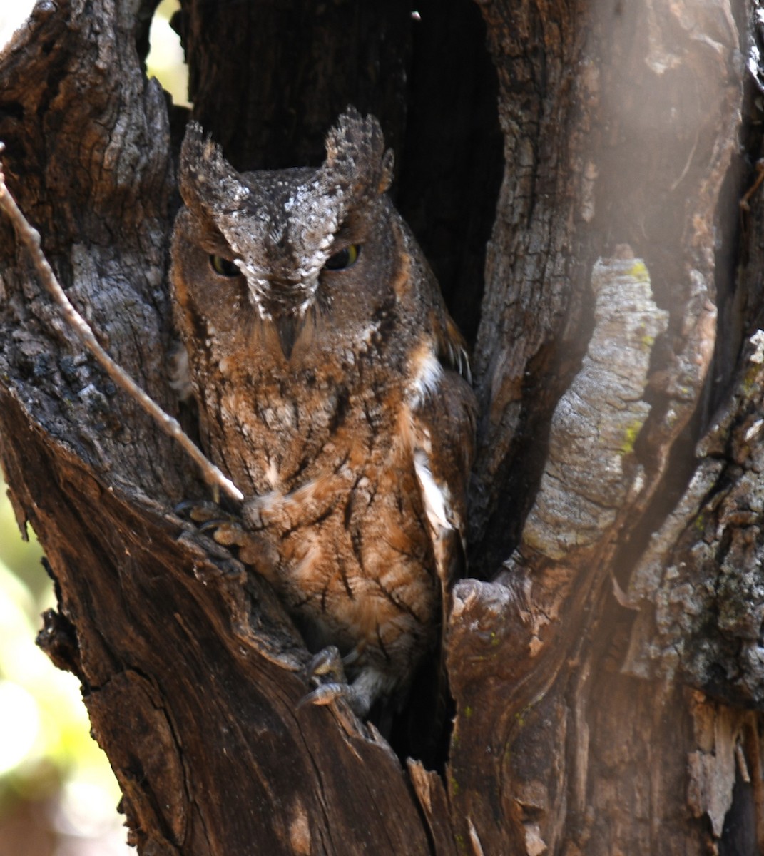 Madagascar Scops-Owl (Torotoroka) - ML613230885