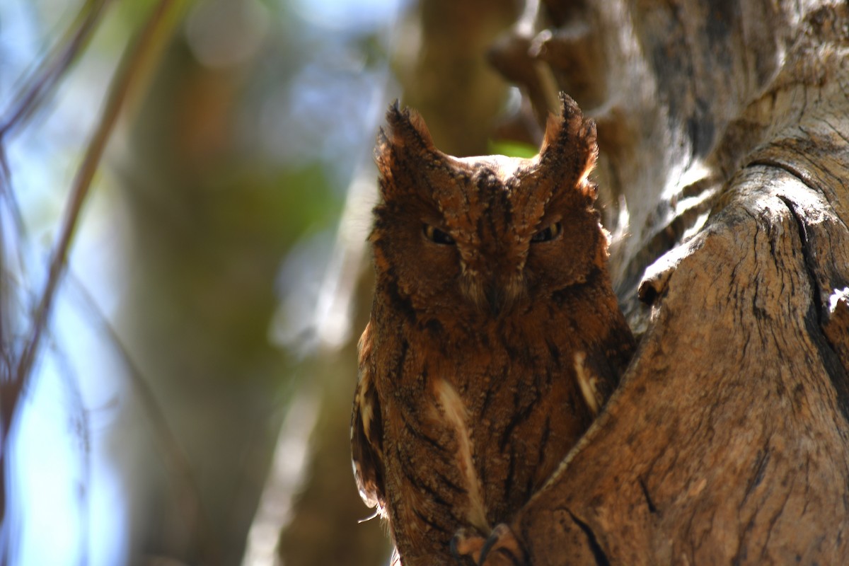 Madagascar Scops-Owl (Torotoroka) - ML613230886