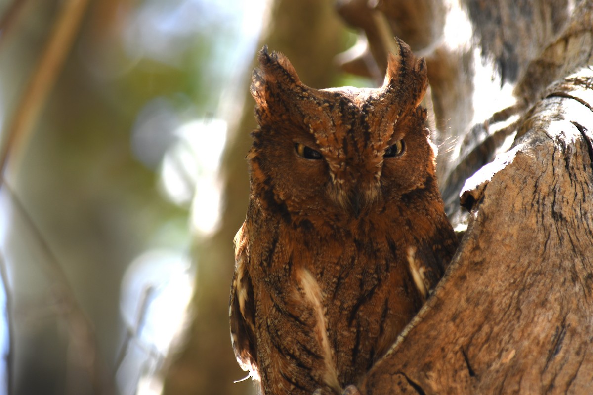 Madagascar Scops-Owl (Torotoroka) - Claudius  Feger