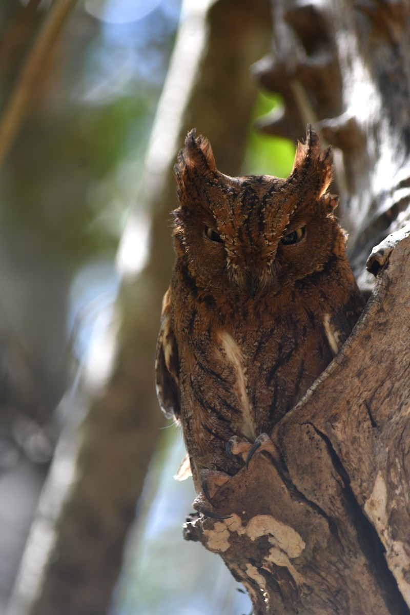 Madagascar Scops-Owl (Torotoroka) - ML613230888