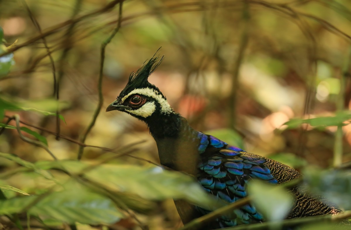 Palawan Peacock-Pheasant - ML613231107
