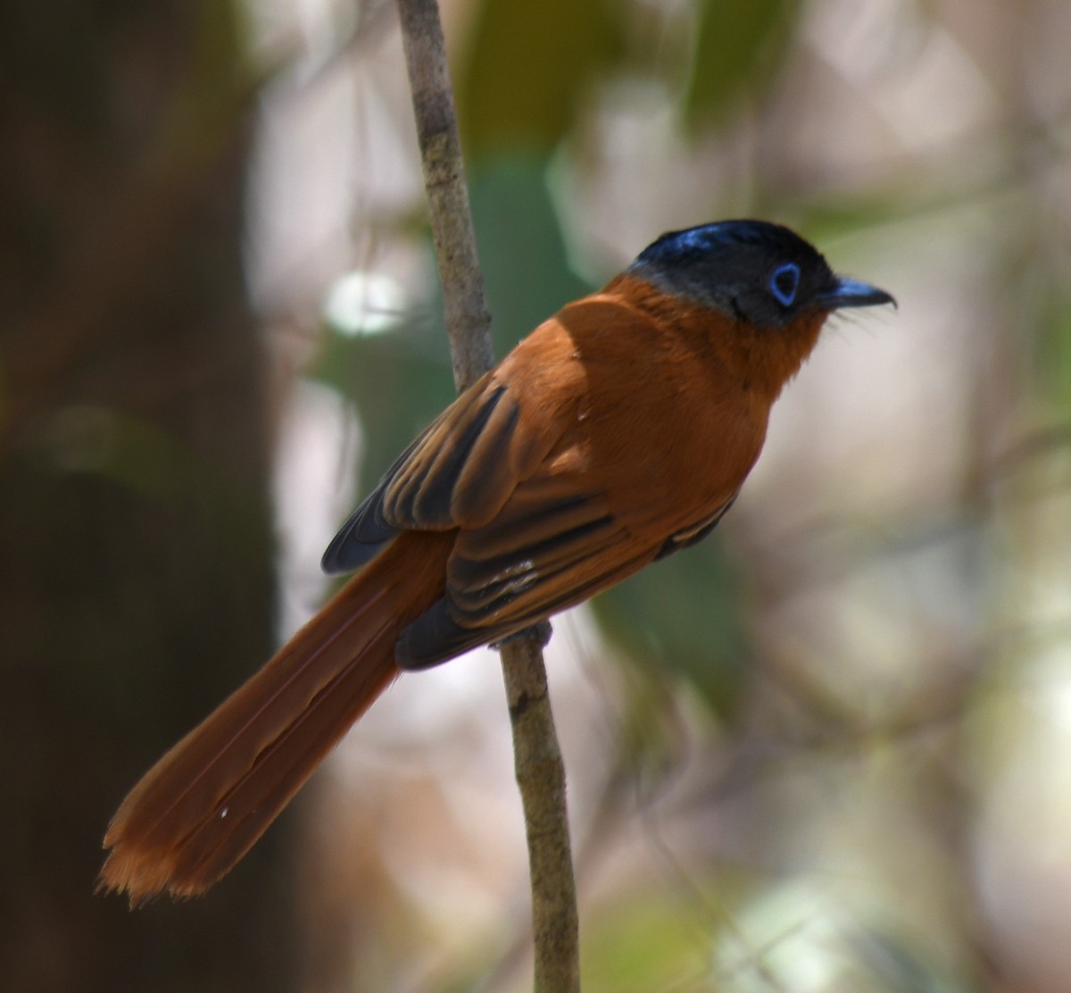 Malagasy Paradise-Flycatcher (Malagasy) - ML613231217