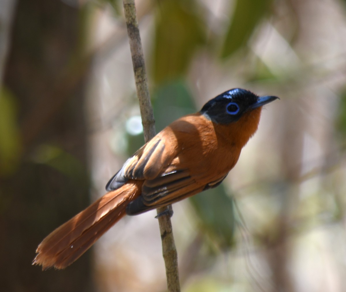 Malagasy Paradise-Flycatcher (Malagasy) - ML613231218