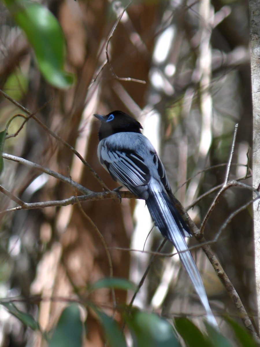 Malagasy Paradise-Flycatcher (Malagasy) - Claudius  Feger