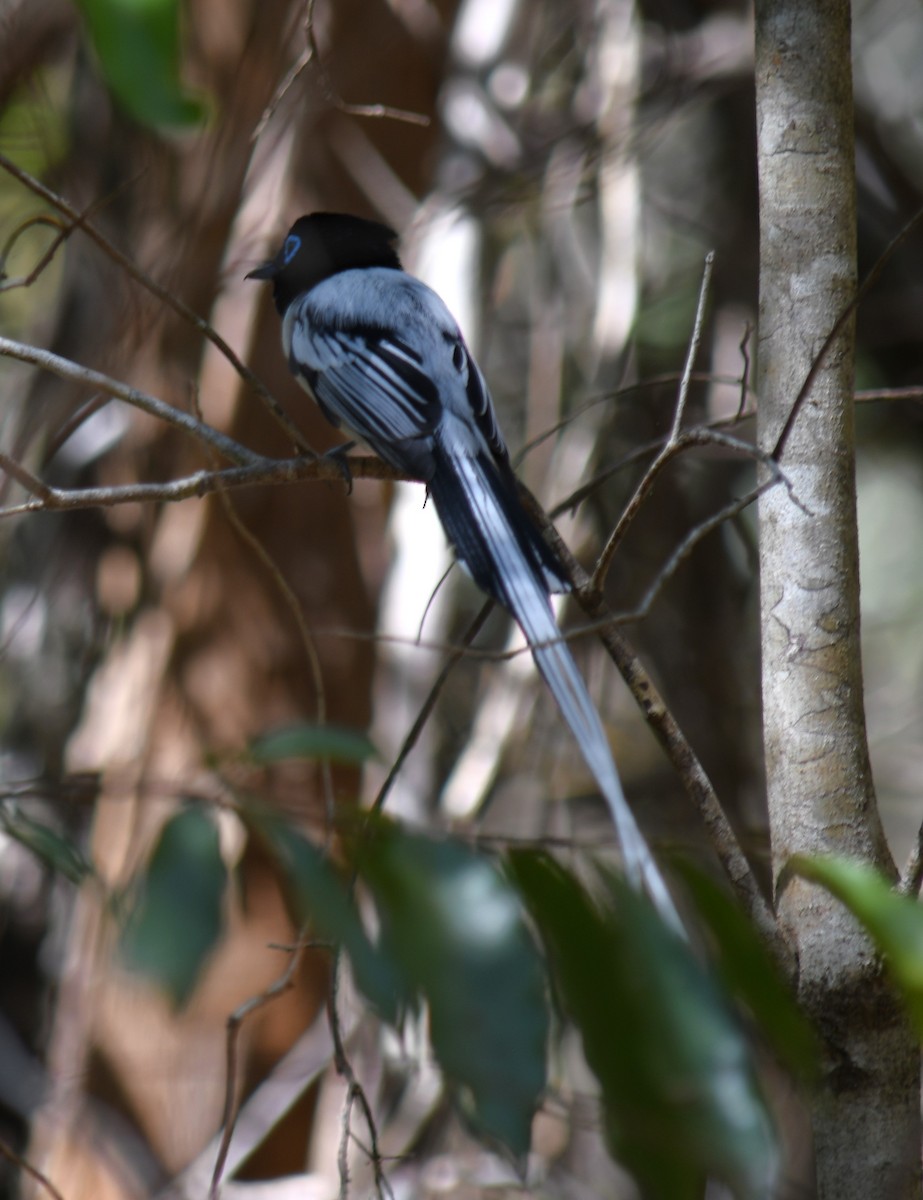 Malagasy Paradise-Flycatcher (Malagasy) - ML613231268