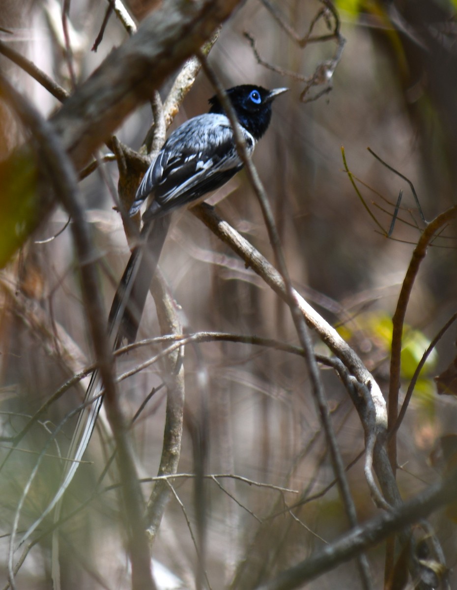 Malagasy Paradise-Flycatcher (Malagasy) - ML613231312