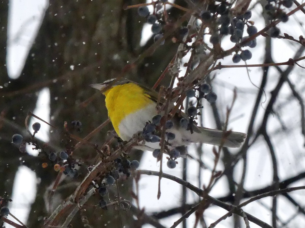 Yellow-breasted Chat - ML613231371