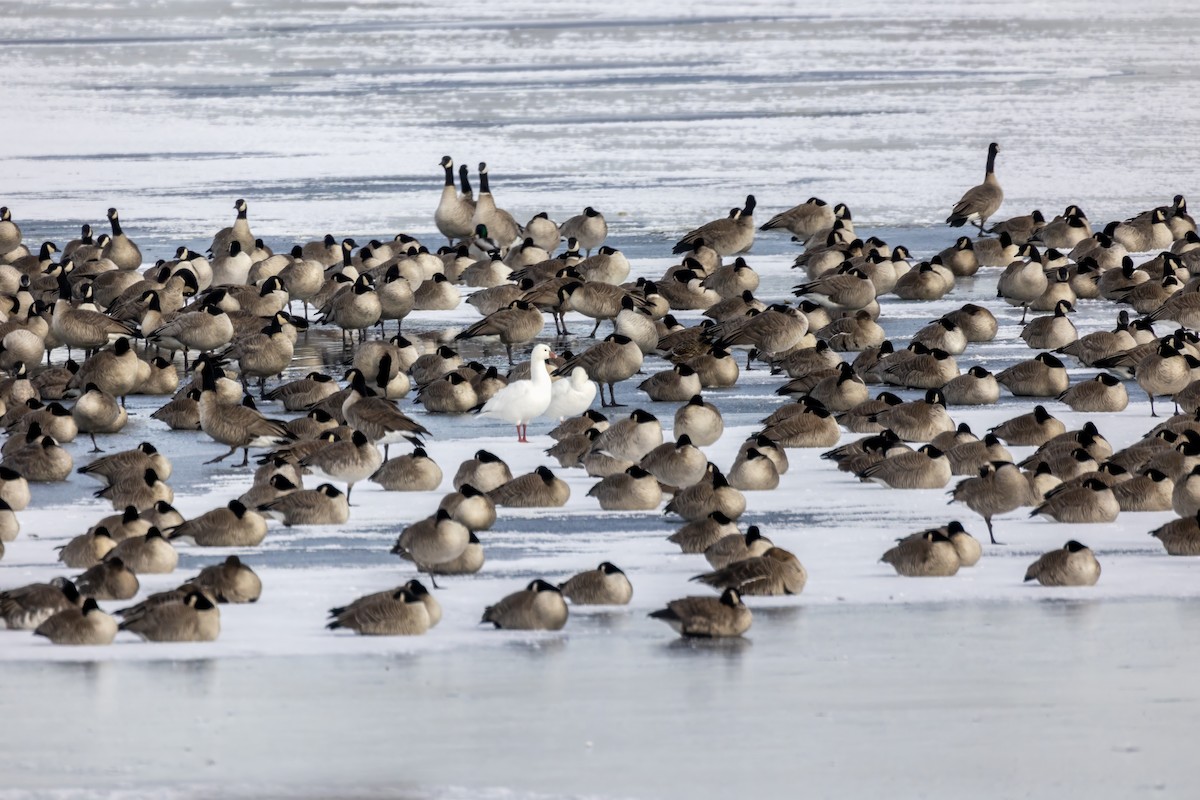 EBird Checklist 7 Jan 2024 11 Nebraska 10 Gibbon Nebraska US 40   1200