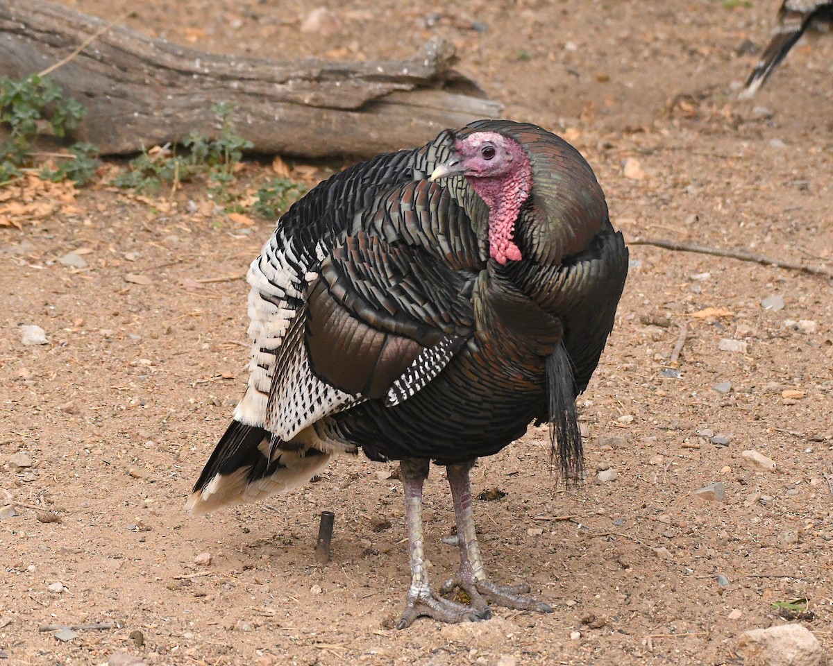 Ebird Checklist Jan Madera Canyon Santa Rita Lodge Species Other Taxa