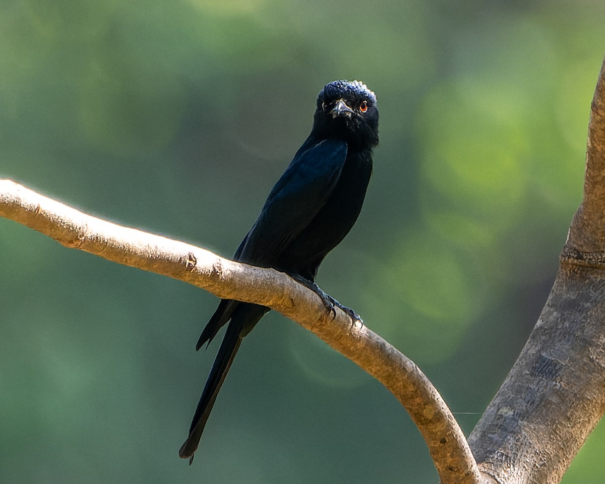 Fork-tailed Drongo (Glossy-backed) - ML613231967
