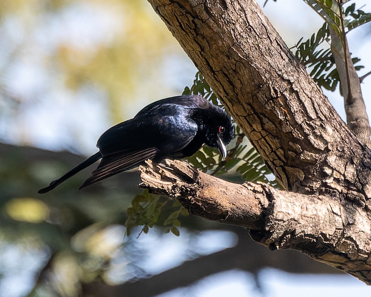 Fork-tailed Drongo (Glossy-backed) - ML613231988