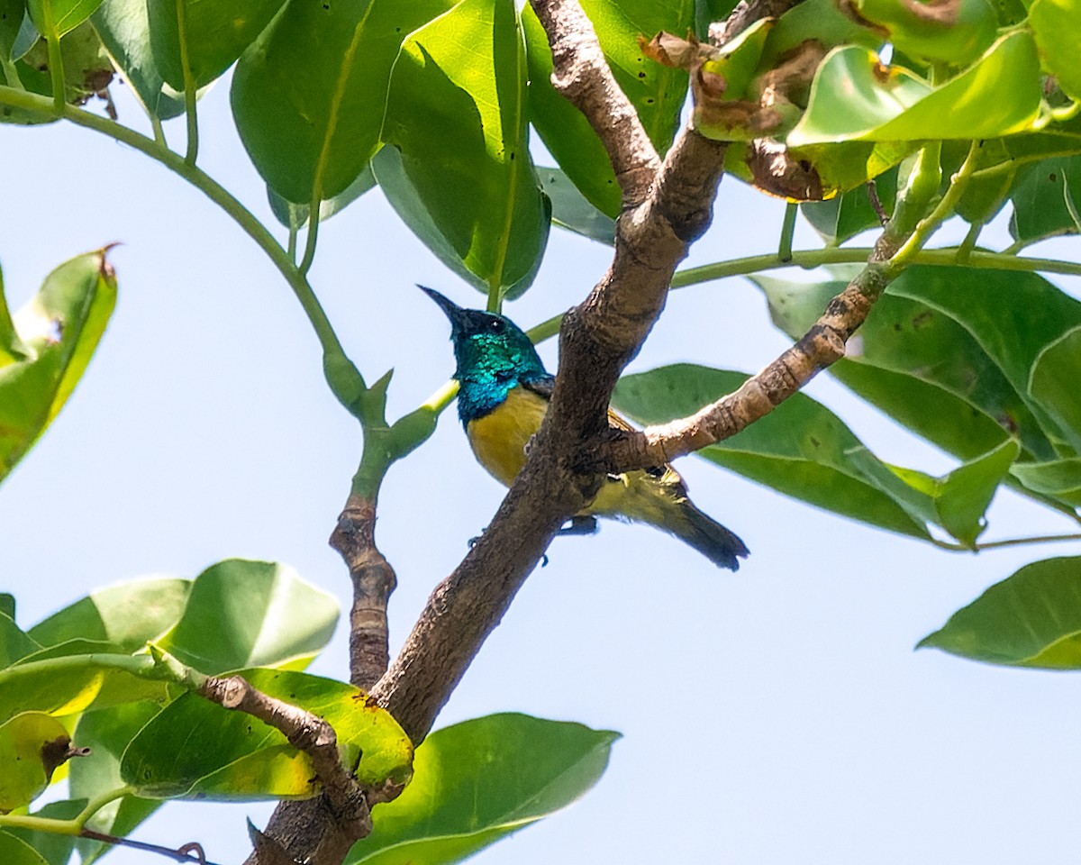 Variable Sunbird (Yellow-bellied) - Magnus Andersson