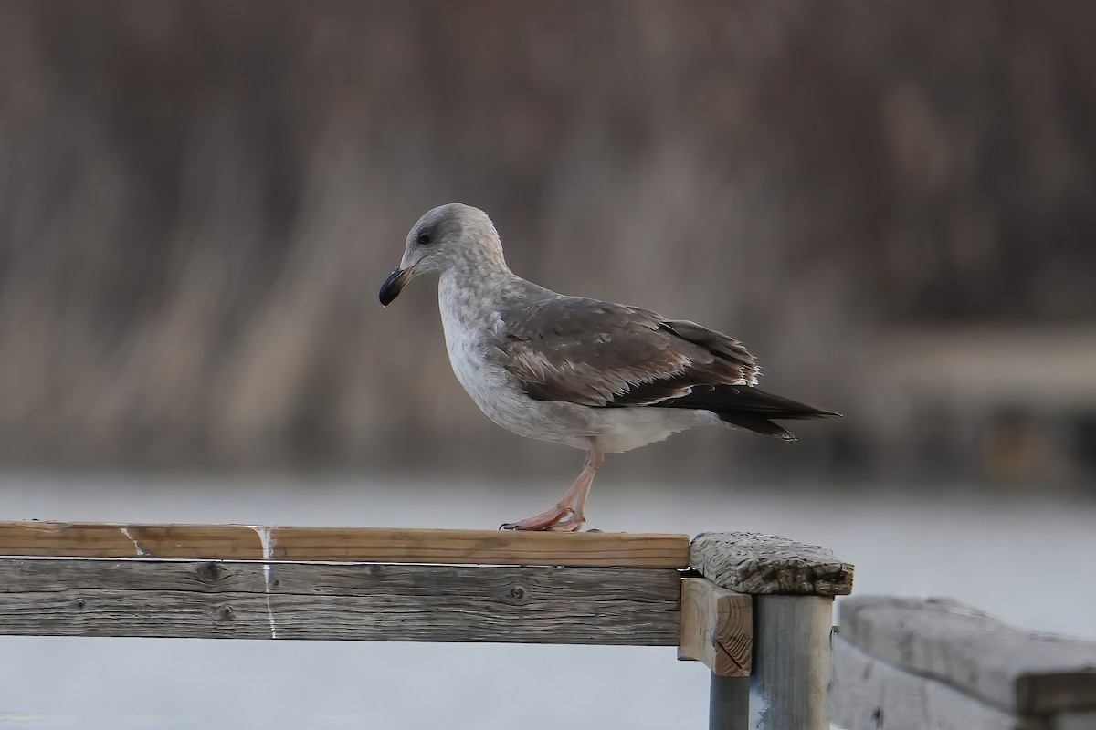 Yellow-footed Gull - ML613232036